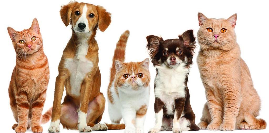 Доска объявлений о животных | ЗооТом - продажа, вязка и услуги для животных в Сусумане