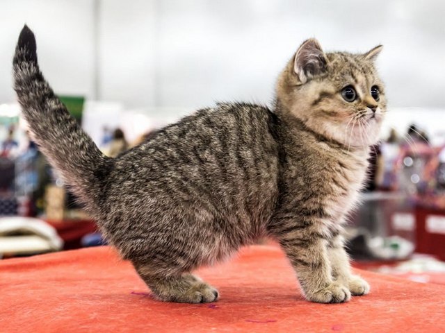 Породы кошек в Сусумане | ЗооТом портал о животных