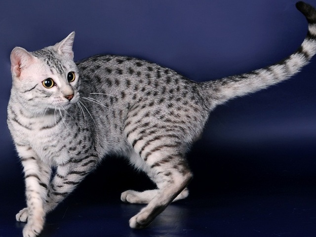 Породы кошек в Сусумане | ЗооТом портал о животных