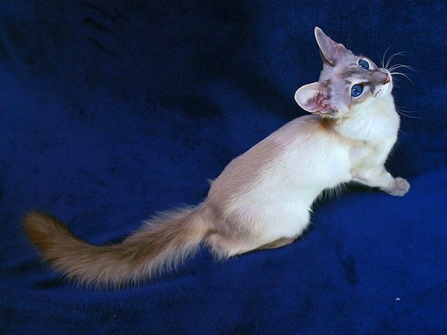 Выведенные породы кошек в Сусумане | ЗооТом портал о животных