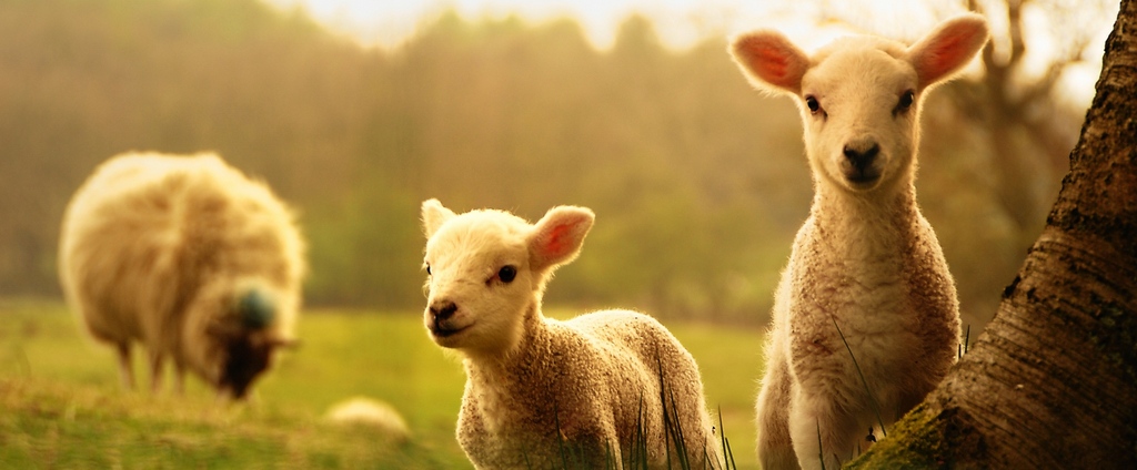Объявления о сельскохозяйственных животных | ЗооТом - продажа, вязка и услуги для животных в Сусумане