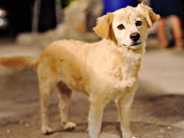 Породы собак в Сусумане | ЗооТом портал о животных