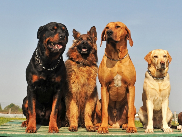 Крупные породы собак в Сусумане | ЗооТом портал о животных