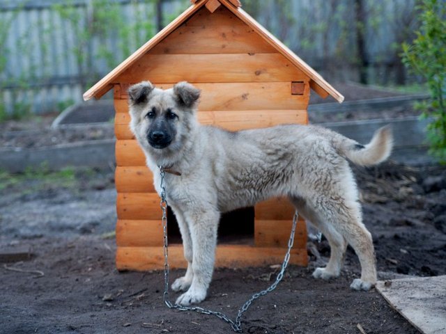Все о собаках в Сусумане Все о собаках в Сусумане